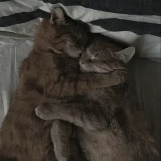 🐈 9fb5e9c4 kucing, pelukan, kasih sayang, persahabatan, hewan, hewan peliharaan, tidur telegram sticker