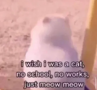 🐈 a431ebad i wish i was a cat, no school, no works, just meow meow kucing, meong, binatang, harapan, meme, lucu telegram sticker