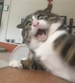 🐈 a963502c kucing, lucu, terkejut, heran, hewan peliharaan, binatang telegram sticker