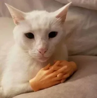 🐈 b547b474 kucing, hewan, peliharaan, kucing putih, tangan, lucu, humor telegram sticker