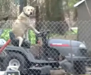 🐈 b8df5423 anjing, mesin pemotong rumput, hewan peliharaan, binatang, berkuda, lucu, imut telegram sticker