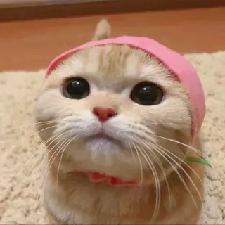 🐈 be86a7e9 kucing, binatang, anak kucing, hewan peliharaan, imut, hewan peliharaan telegram sticker