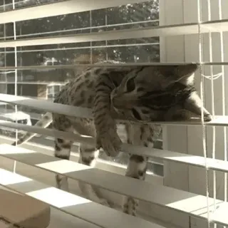 🐈 db4b0a75 kucing, binatang, hewan peliharaan, tirai, hewan peliharaan, anak kucing, lucu telegram sticker