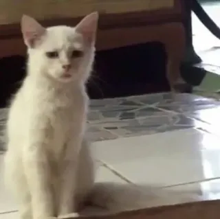 🐈 e69fb3d4 kucing, kucing putih, hewan, hewan peliharaan, binatang peliharaan, felidae telegram sticker