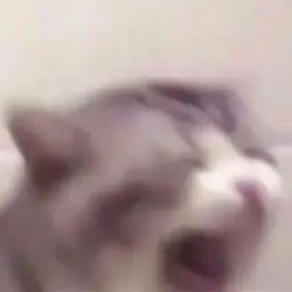 🐈 ec40ade8 kucing, hewan, buram, meme, lucu, hewan peliharaan, kucing domestik telegram sticker