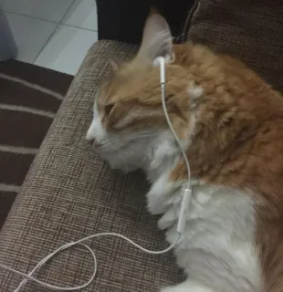 🐈 ec4ccd07 kucing, binatang, earphone, musik, hewan peliharaan telegram sticker