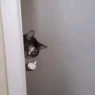 🐈 ee482ca2 kucing, jari tengah, gestur ofensif, hewan, anak kucing telegram sticker