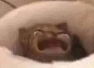 🐈 f10e36f7 anjing, binatang, lucu, meme, lucu, hewan peliharaan, menggemaskan telegram sticker