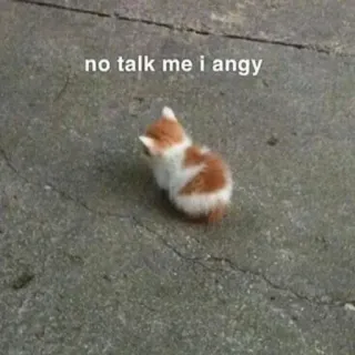 🐈 f68518a3 no talk me i angy kucing, anak kucing, marah, meme, lucu, kocak telegram sticker