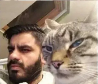 🐈 f9dbe94d pria, kucing, selfie, hewan peliharaan, binatang, potret telegram sticker