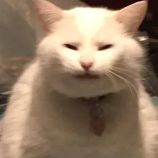 🐈 fac2e986 kucing, kucing putih, hewan, peliharaan, meme telegram sticker