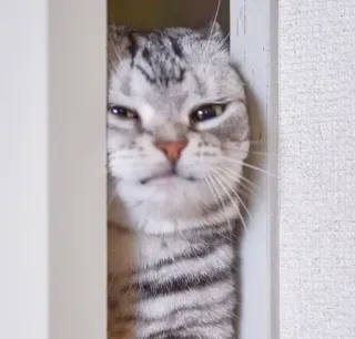 😿 99d167dc แมว, สัตว์, สัตว์เลี้ยง, สีเทา, ลายสลิด, สัตว์เลี้ยง telegram sticker