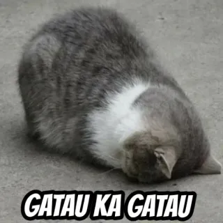 🍂 c862686e GATAU KA GATAU แมว, เศร้า, มีม, ตลก, สัตว์, แมวสีเทา telegram sticker