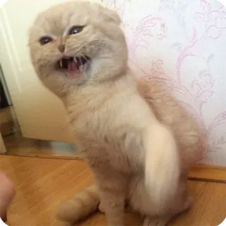 😡 021a5a01 cat, angry, hissing, animal, pet, feline, domestic cat telegram sticker