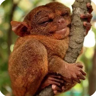 ☺️ 10fb27c0 tarsier, monkey, animal, primate, wildlife, cute, small, endangered telegram sticker