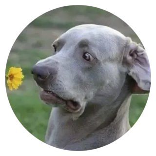 👀 219bb6dc dog, flower, funny, surprised, cute, animal, meme telegram sticker