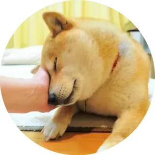💤 4422fbc2 Shiba Inu, dog, pet, animal, cute, sleeping, hand telegram sticker