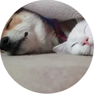 👫 4ad2ba37 dog, cat, sleeping, cute, animals, pet telegram sticker