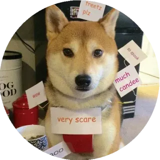 😐 5aa93bef treetz plz
so spook
much candee
very scare
wow dog, shiba inu, meme, doge, funny, pet telegram sticker