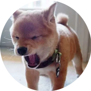 💤 6409d1ed dog, yawning, animal, shiba inu, pet telegram sticker