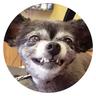 😡 6833613c dog, animal, pet, smile, cute, funny, domestic animal, dog breed telegram sticker