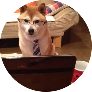 💻 87862303 dog, shiba inu, glasses, tie, laptop, business, office telegram sticker