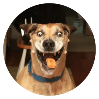 😂 9fc31a1a dog, animal, funny, meme, pet, smiling, happy telegram sticker