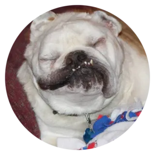 @psybeast Vol.11 whatsapp stickers