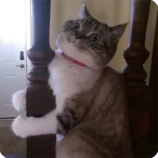 🙃 b74e1ac0 cat, cute, animal, pet, stairs, domestic animal telegram sticker