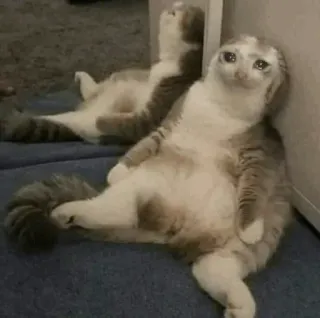 😩 c3a0f59f cat, sad, animal, meme, funny, cute, pet telegram sticker