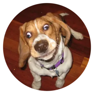 😁 c7600fb9 dog, beagle, animal, pet, funny, cute telegram sticker