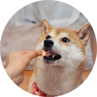 🍕 d12d813f dog, shiba inu, food, pet, animal, cute telegram sticker