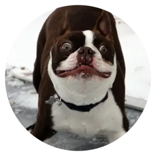 😳 eedf09d1 dog, boston terrier, animal, pet, snow, funny, portrait telegram sticker