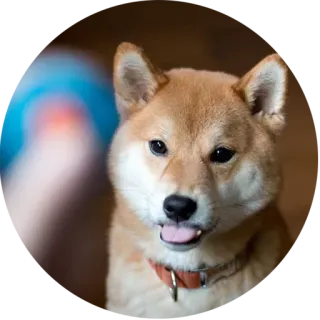 😯 efbe2a29 dog, Shiba Inu, pet, animal, cute, portrait telegram sticker