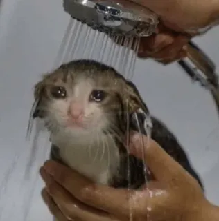 😩 f930e790 cat, shower, wet, sad, animal, bath telegram sticker