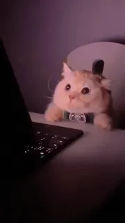 😂 131a9283 แมว, คอมพิวเตอร์, โต๊ะ, น่ารัก, สัตว์เลี้ยง telegram sticker