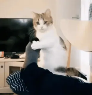 😂 68e24590 แมว, น่ารัก, สัตว์, สัตว์เลี้ยง, เลี้ยงในบ้าน, สัตว์เลี้ยงลูกด้วยนม, เท้า, ถุงเท้า telegram sticker