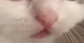 😂 7ed5e5be แมว, จมูก, สัตว์, สัตว์เลี้ยง, สัตว์ตระกูลแมว telegram sticker