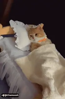 😂 9e270c03 @Chamoosh แมว, เตียง, สัตว์, สัตว์เลี้ยง, น่ารัก telegram sticker