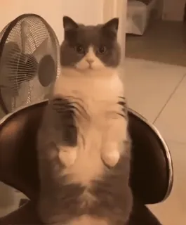 😂 bd88c9fe แมว, นั่ง, น่ารัก, น่าเอ็นดู, สัตว์เลี้ยง telegram sticker