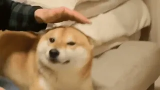 😂 cbbe4949 หมา, ชิบะ อินุ, สัตว์เลี้ยง, สัตว์, น่ารัก, Doge telegram sticker