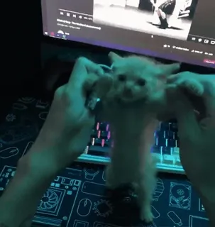 🏵 3afc7db8 猫, 子猫, キーボード, コンピューター, かわいい telegram sticker