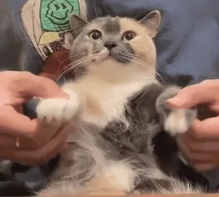 😂 b274075d 猫, ペット, 動物, 可愛い, 飼い猫, ネコ科 telegram sticker