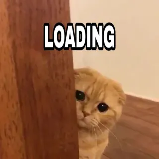 🍁 224579f5 LOADING 猫, 加载中, 等待中, 可爱, 小猫, 动物 telegram sticker