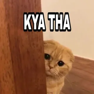 🍁 229bd2e8 KYA THA 猫, 可爱, 偷看, 动物, 家畜, 迷人 telegram sticker