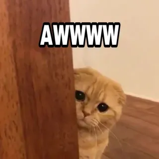 🍁 35b7f1ee AWWWWW 猫, 可爱, 动物, 宠物, 萌, 迷人, 苏格兰折耳猫 telegram sticker