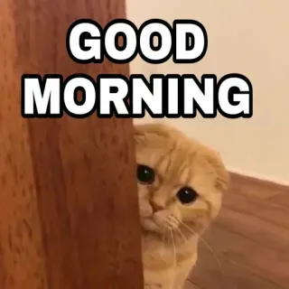 🍁 410e4eb8 GOOD MORNING 早上好, 猫, 可爱, 早晨, 问候, 宠物 telegram sticker