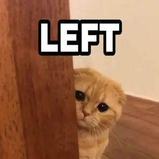 🍁 47ce5cf3 LEFT 猫, 左, 动物, 可爱, 宠物, 偷看 telegram sticker