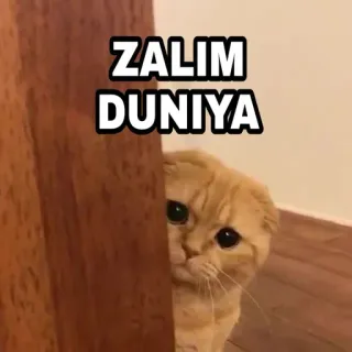 🍁 497a32c4 ZALIM DUNIYA 猫, 可爱, 表情包, 悲伤, 小猫, 动物 telegram sticker