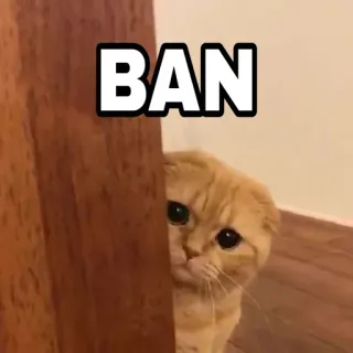 🍁 4d6f4150 BAN 猫, 禁止, 可爱, 小猫, 宠物, 动物, 梗 telegram sticker